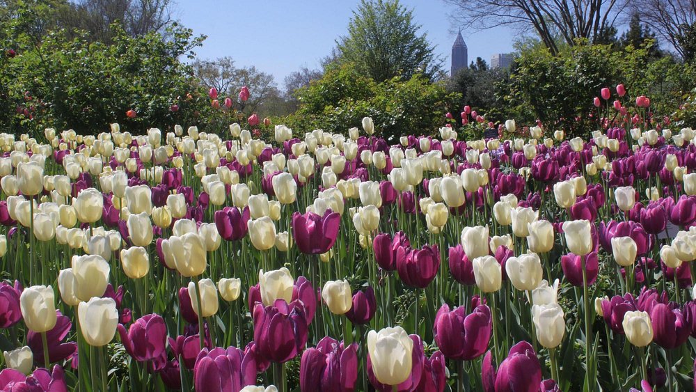 Paarse en witte tulpen in een perk met de wolkenkrabbers van downtown Atlanta zichtbaar boven de bomen