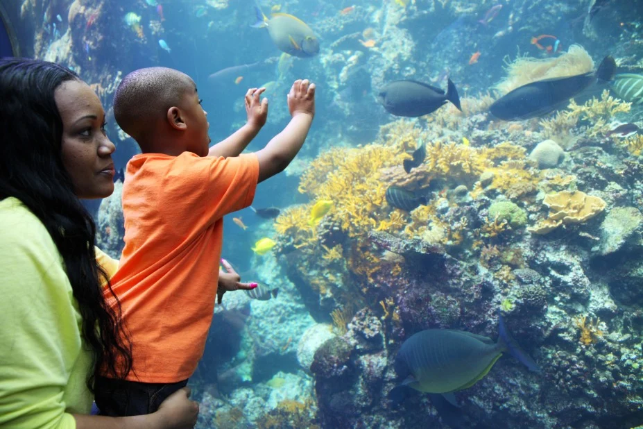 Een moeder houdt haar zoontje vast terwijl hij vol verwondering naar vissen en koraal in een groot aquarium in Atlanta wijst