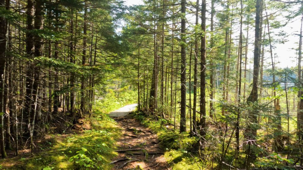 Zonovergoten wandelpad slingert tussen dichte naaldbomen en mos in een bos in Atlantisch Canada