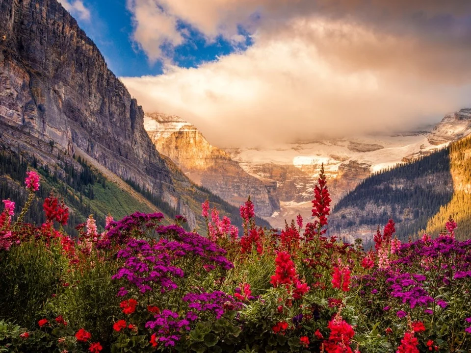 Felroze en paarse bloemen bloeien op de voorgrond met besneeuwde bergtoppen en wolken in Banff National Park