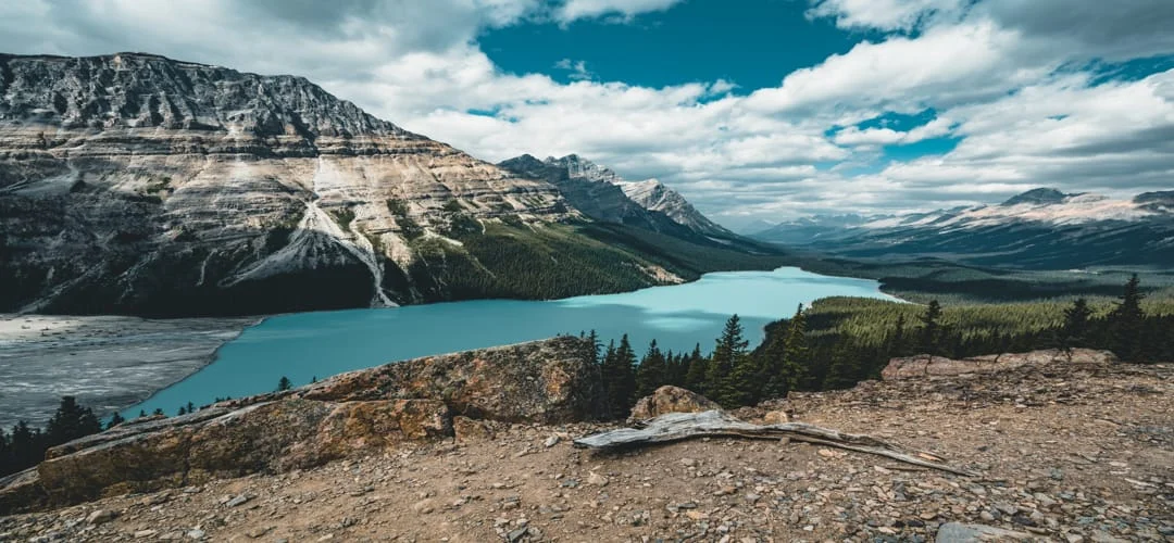 Felblauw water van Peyto Lake omgeven door dennenbos en ruige bergtoppen gezien vanaf een hoger gelegen uitkijkpunt