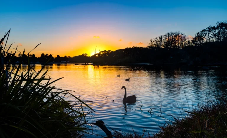 Silhouet van een zwaan op een meer bij Barrie tijdens een oranje en blauwe zonsondergang met riet op de voorgrond