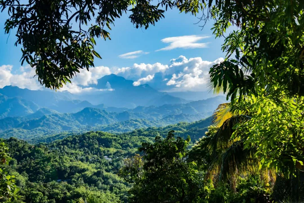 Glooiende groene bergen van de Blue Mountains zijn te zien door een lijst van bladeren en takken in Jamaica