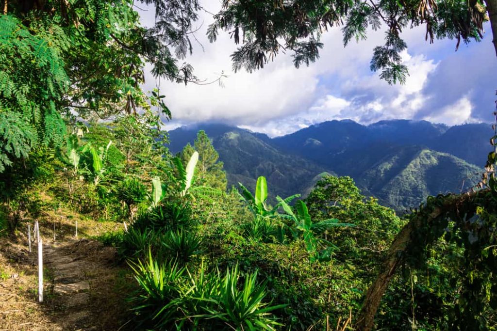 Een smal onverhard wandelpad loopt tussen tropische planten met uitzicht op beboste bergen in de Blue Mountains van Jamaica