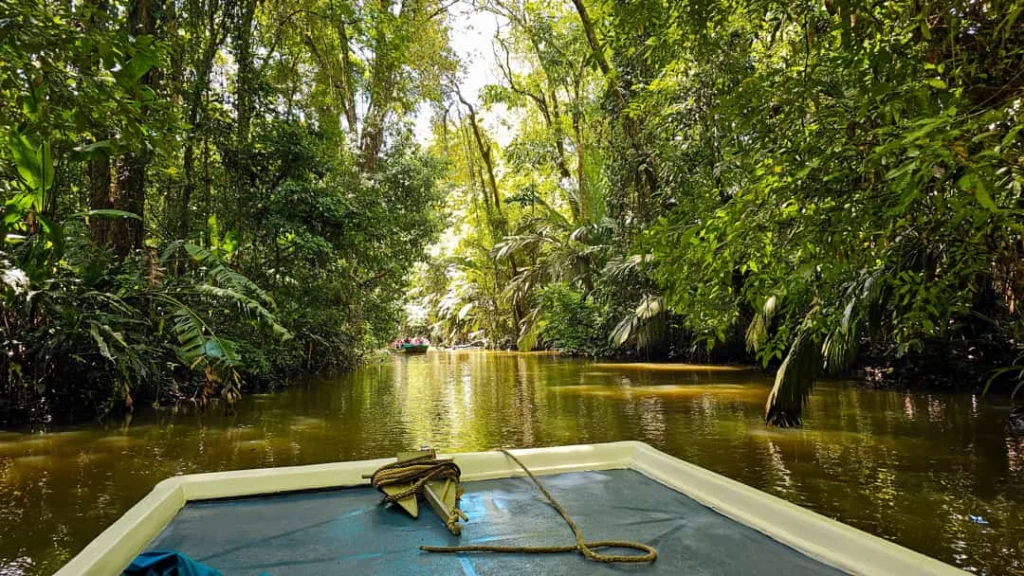 Uitzicht vanaf de boeg van een boot over een rustige bruine rivier tussen dicht regenwoud bij Boca Tapada