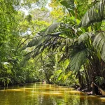 Een rivier omgeven door dicht regenwoud tijdens een boottocht door Tortuguero National Park in Costa Rica
