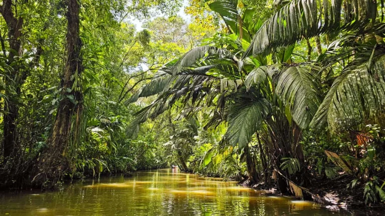 Een rivier omgeven door dicht regenwoud tijdens een boottocht door Tortuguero National Park in Costa Rica