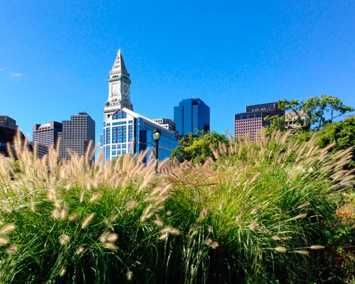 Zicht op de Custom House Tower en wolkenkrabbers van Boston tussen wuivende plumes van sierlijk gras onder een strakblauwe hemel