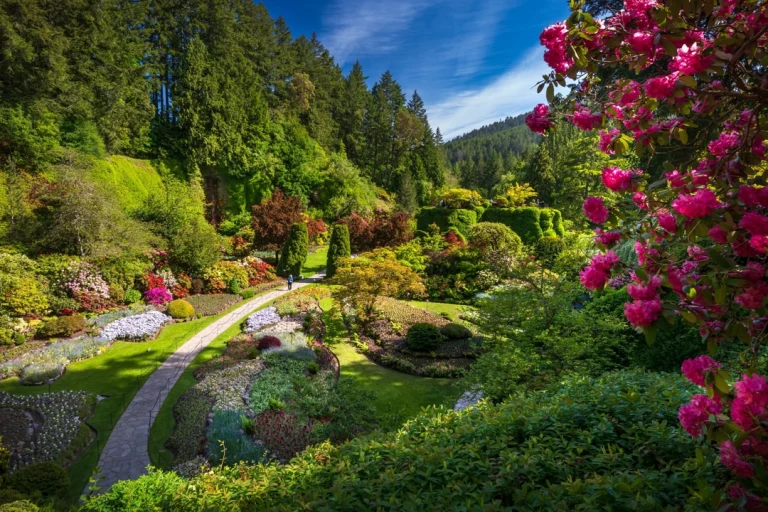 Een weelderige tuin in British Columbia met bloeiende struiken, groene heuvels en een pad waarop een wandelaar te zien is