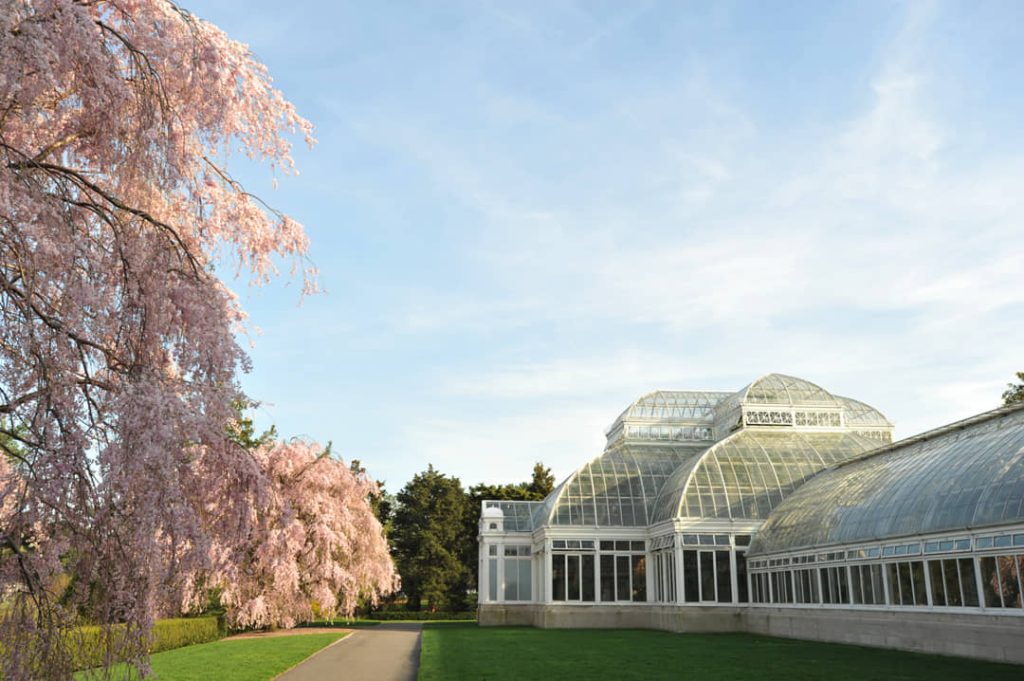 Roze bloeiende treurboom naast een pad met op de achtergrond de glazen Victoriaanse kas van de New York Botanical Garden