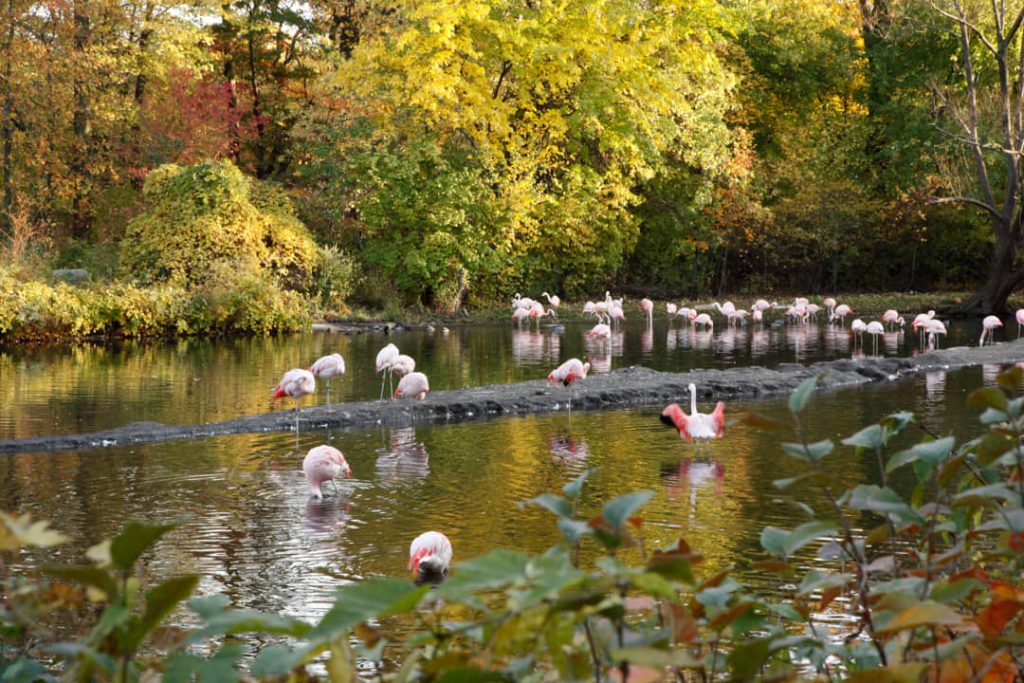 Groep roze flamingo's zoekt voedsel in ondiep water tussen bomen in felle herfstkleuren in de Bronx Zoo