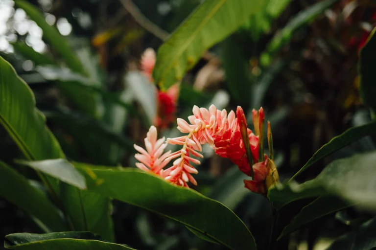 Close-up van een roze en witte gemberbloem die tussen donkergroene tropische bladeren omhoog steekt