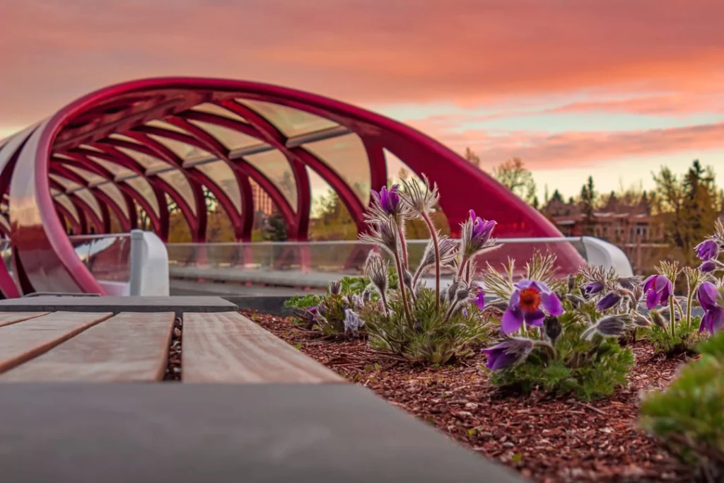 Rode gebogen voetgangersbrug bij schemering, met paarse pasqueflowers op de voorgrond