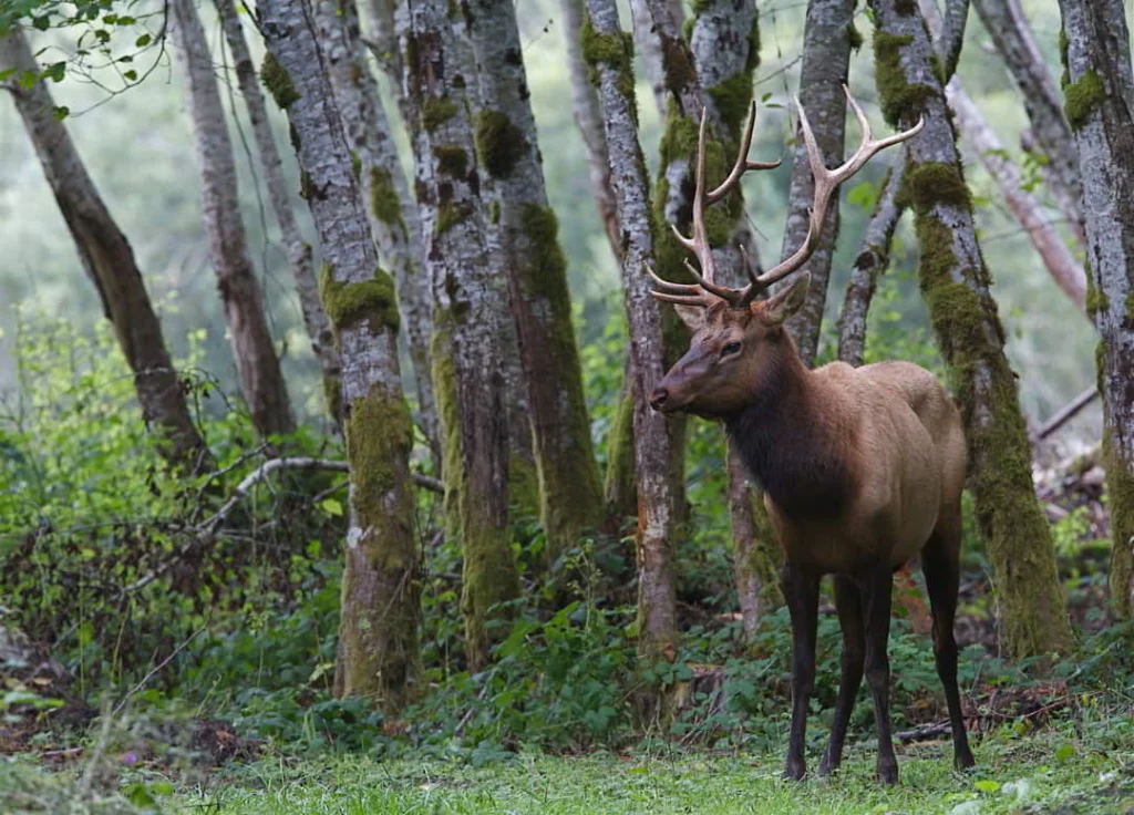 Mannelijk edelhert met een groot gewei staat tussen bemoste boomstammen in een groen bos in Californië