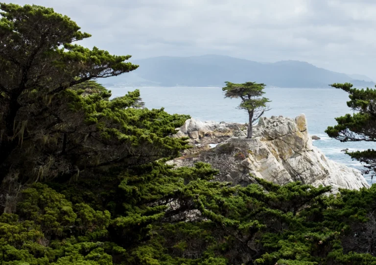 Verweerde dennenbomen groeien op een rotsformatie boven het water met heuvels aan de horizon langs de Californische kust