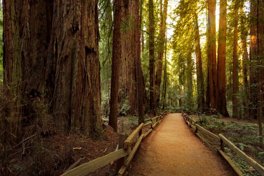 Smal houten wandelpad slingert tussen hoge roodbruine redwoodbomen in een zonovergoten bos in Californië