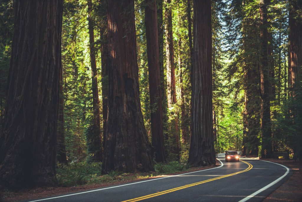 Auto rijdt over een kronkelende weg tussen enorme roodbruine sequoiastammen in een dicht bos in Noord-Californië