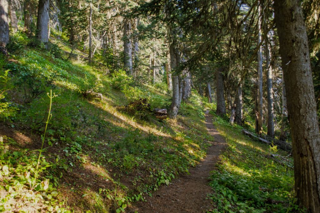 Smal aarden wandelpad slingert door een zonnig naaldbos met mos en varens op de bosbodem