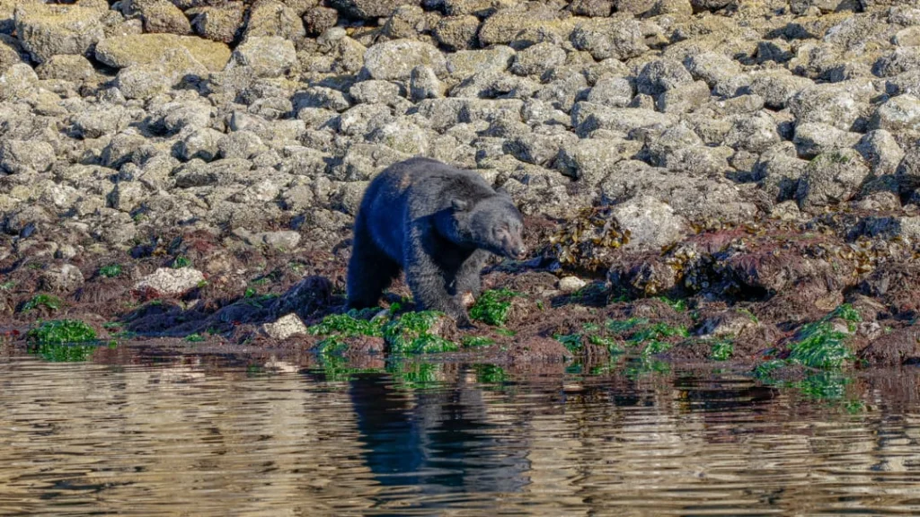 Een zwarte beer loopt over met zeewier begroeide rotsen langs de waterkant op zoek naar voedsel in Canada