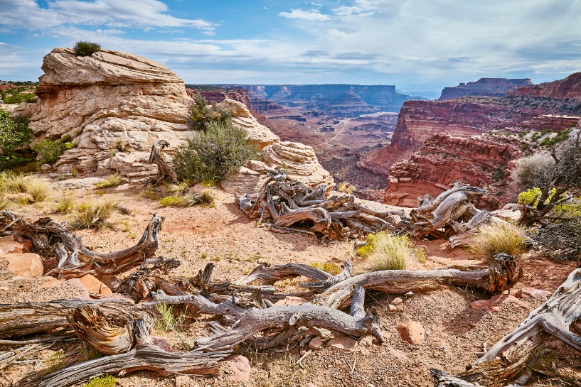 Een kale, verweerde boom ligt op de rand van een canyon met rotsformaties en mesa's op de achtergrond in Canyonlands National Park