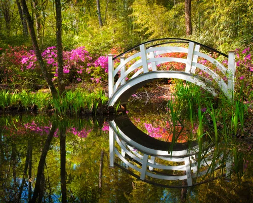Sierlijk wit houten bruggetje met ronde bogen boven een rustige vijver omringd door bloeiende roze azalea's en groen bos