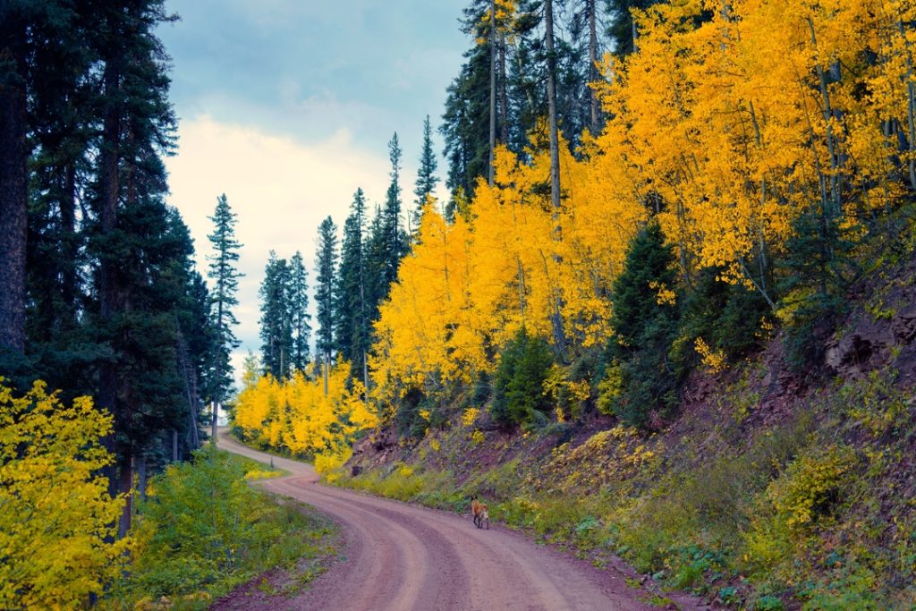 Kronkelende onverharde weg tussen dennen en fel geel gekleurde espenbomen in de herfst, met een hert op de weg in de bergen van Colorado