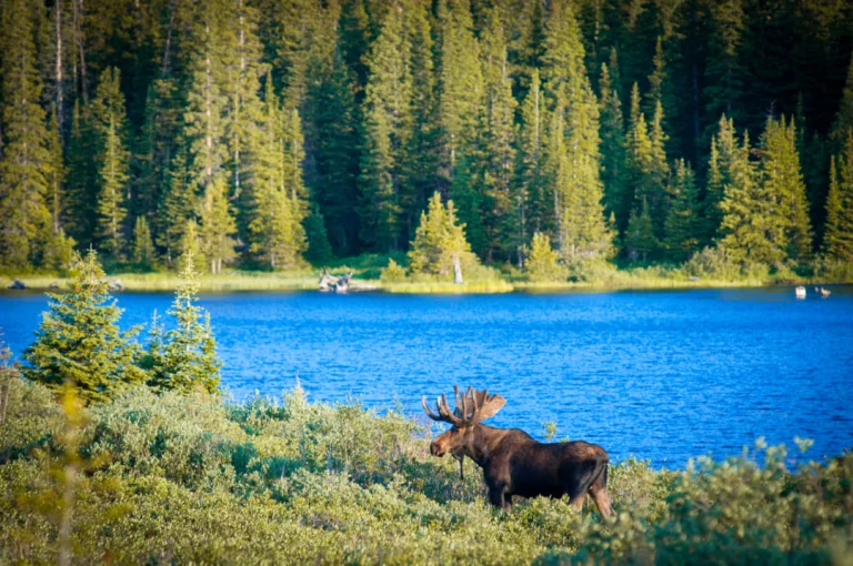 Grote eland met breed gewei staat in laag struikgewas aan de oever van een helderblauw meer met dicht dennenbos op de achtergrond