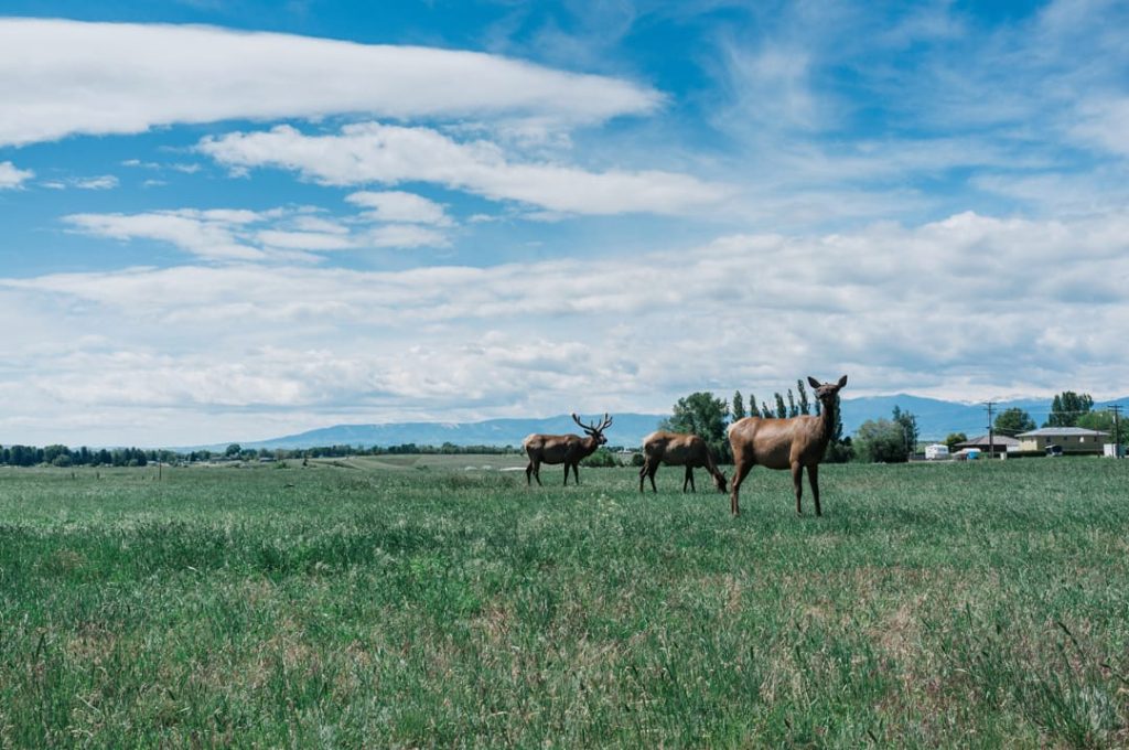 Drie edelherten met een bok met groot gewei staan in een grasveld met bergen en huizen op de achtergrond