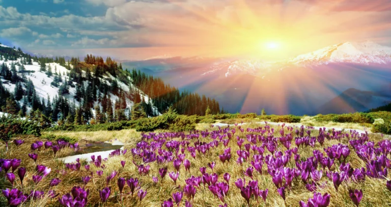 Een veld vol paarse bergbloemen op een grasveld met op de achtergrond besneeuwde bergtoppen en een stralende zon die net boven de bergkam uitkomt