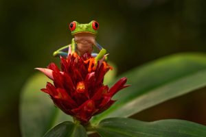 Vrouw met helm en klimtuig abseilt lachend langs een stromende waterval tussen groene rotsen in het regenwoud