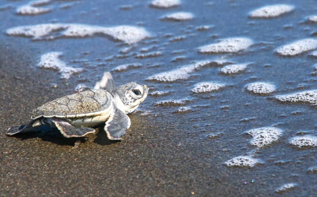 Piepklein zeeschildpadje met opgeheven voorflippers kruipt over nat donker zand richting de schuimende golven