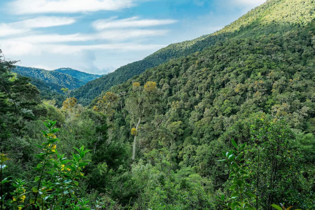 Glooiende, dicht beboste heuvels onder een deels bewolkte hemel in het nevelwoud van Costa Rica