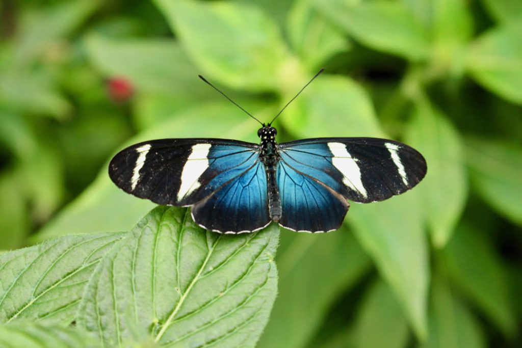 Vlinder met zwarte vleugels met blauwe en witte strepen rust met gespreide vleugels op een groen blad in Costa Rica