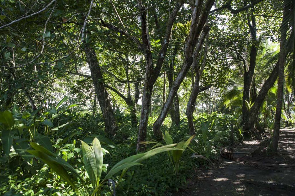 Onverhard pad slingert tussen hoge bomen en weelderige begroeiing in het regenwoud van Costa Rica