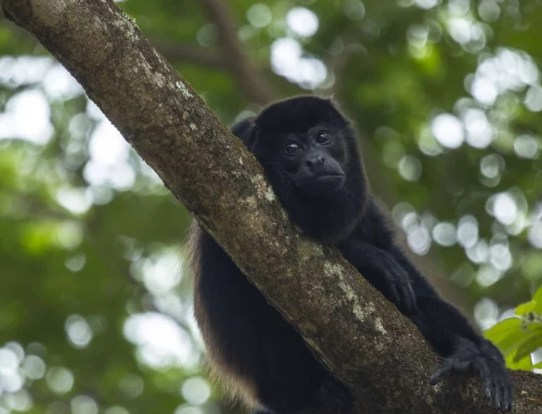 Een zwarte brulaap zit op een beschimmelde boomtak tussen groene bladeren in het regenwoud van Costa Rica