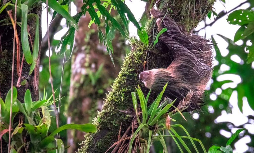 Klein harig zoogdier met een lange staart en spitse snuit klimt tegen een met mos begroeide boomstam in het regenwoud van Costa Rica