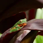 Een groene kikker met oranje poten en gele ogen zit op een donkerrood blad in het regenwoud bij La Selva Station in Costa Rica