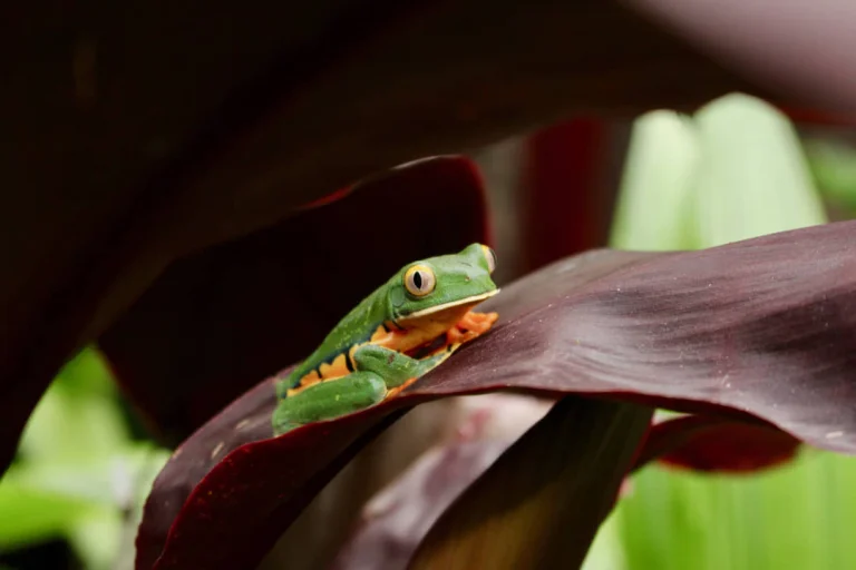 Een groene kikker met oranje poten en gele ogen zit op een donkerrood blad in het regenwoud bij La Selva Station in Costa Rica