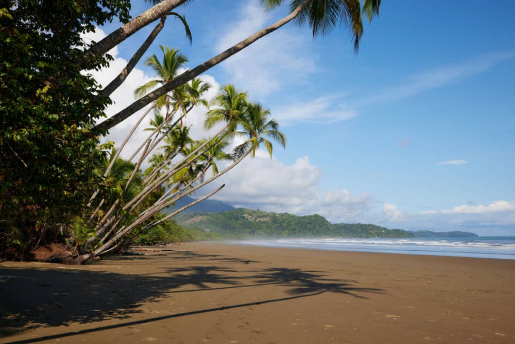 Groep scheefgegroeide kokospalmen buigt over een verlaten donker zandstrand, met heuvels in de verte in Costa Rica
