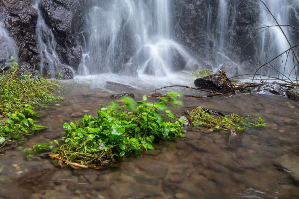 Dunne stralen water vallen over donkere rotsen terwijl een groene plant op de voorgrond in het beeld groeit