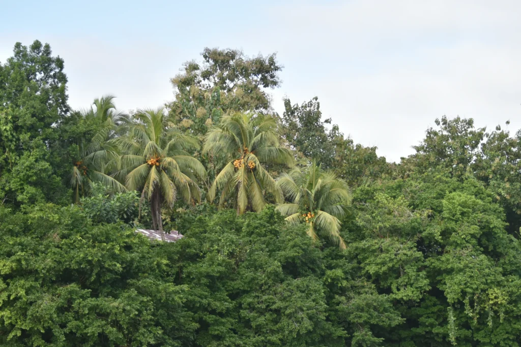 Kokospalmen met rijpe vruchten steken boven de dichte groene begroeiing van het regenwoud bij Boca Tapada in Costa Rica uit