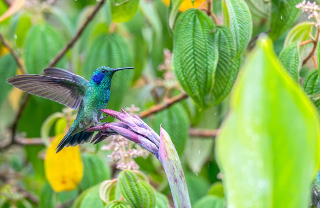 Kolibrie met groene en blauwe veren fladdert met uitgespreide vleugels bij een paarse trompetvormige bloem in Costa Rica