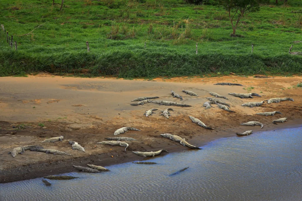 Tientallen krokodillen liggen naast elkaar op een zandige oever langs de Tarcolesrivier in Costa Rica, omringd door groen grasland
