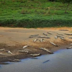 Tientallen krokodillen liggen naast elkaar op een zandige oever langs de Tarcolesrivier in Costa Rica, omringd door groen grasland