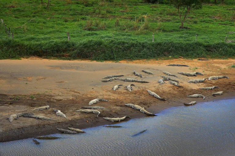 Tientallen krokodillen liggen naast elkaar op een zandige oever langs de Tarcolesrivier in Costa Rica, omringd door groen grasland