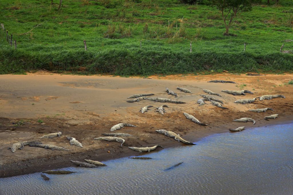 Tientallen krokodillen liggen op een zandige rivieroever te zonnen naast groen grasland in Costa Rica