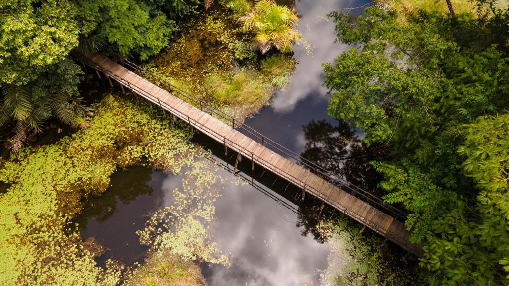 Luchtfoto recht van boven op een smalle houten loopbrug over stilstaand water vol waterplanten, omringd door bos in Costa Rica