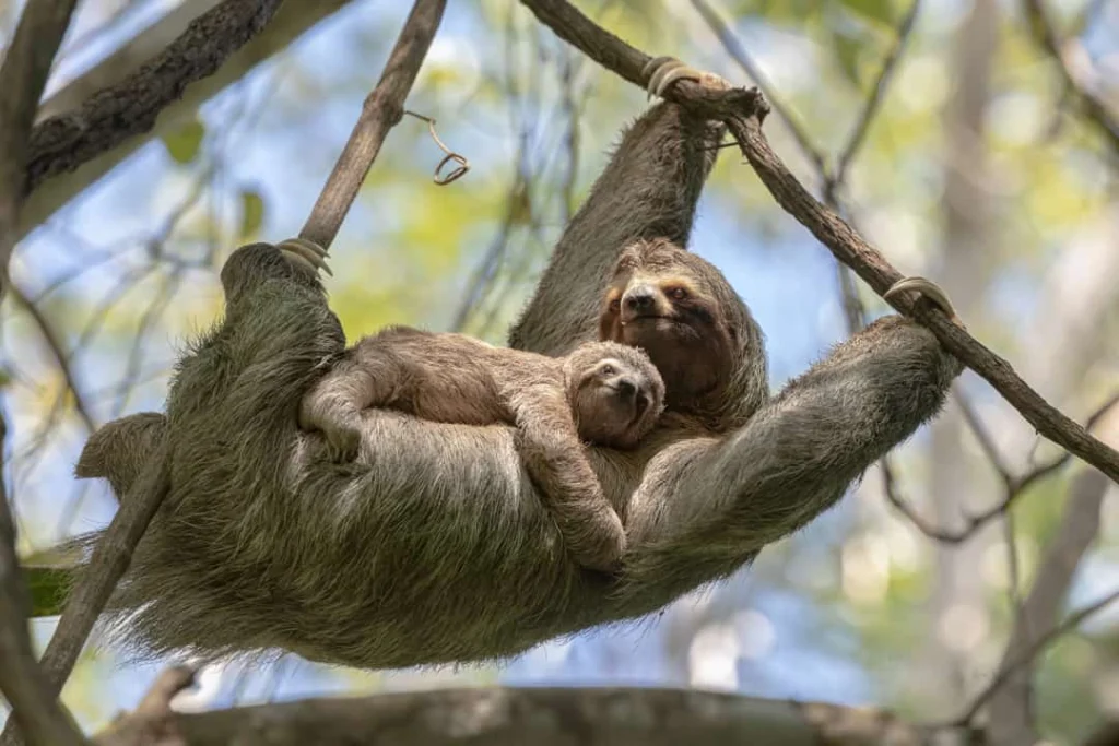 Een luiaard hangt tussen takken in het regenwoud van Costa Rica met haar jong knus tegen zich aan