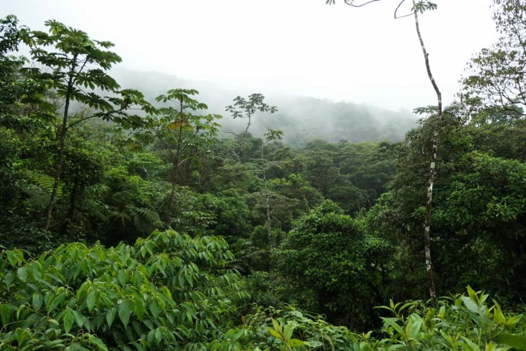 Uitgestrekt groen bladerdak van het regenwoud met laaghangende mist tussen de heuvels in Costa Rica