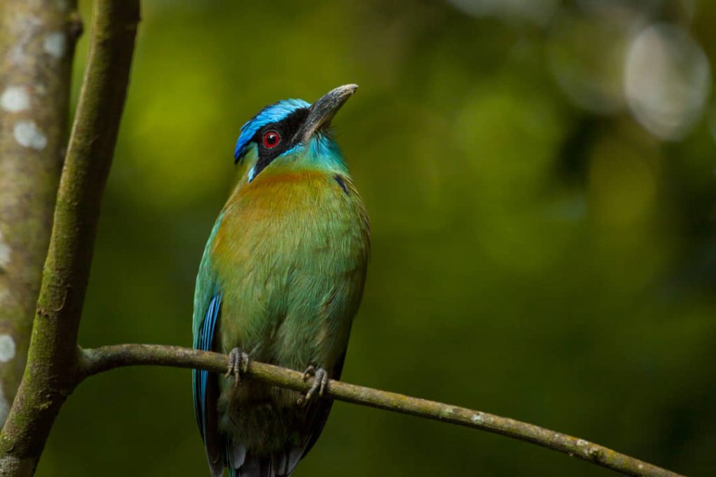 Motmot met een blauwe kruin, rode ogen en groen verenkleed zit stil op een dunne tak in Costa Rica